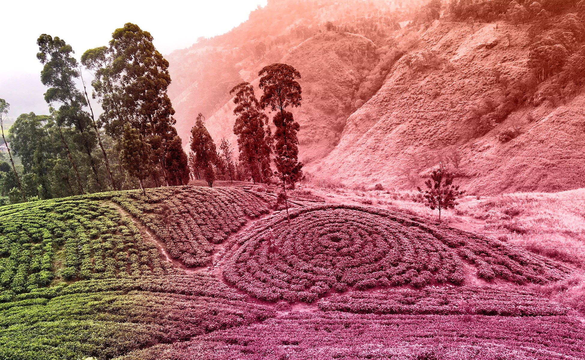 Teegärten auf SriLanka mit saften Hügeln