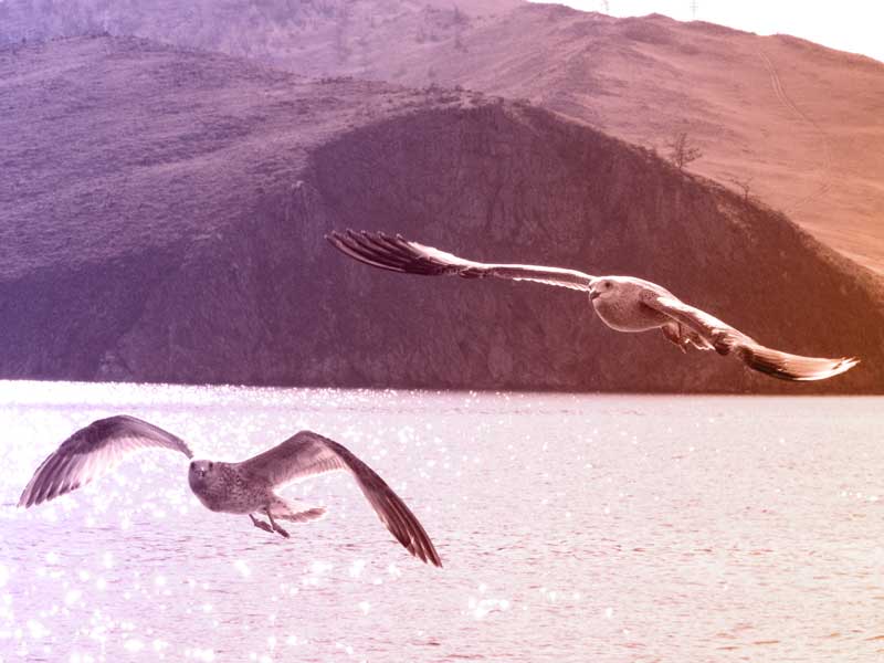 Möwen über dem Baikalsee Möwen über dem Baikalsee